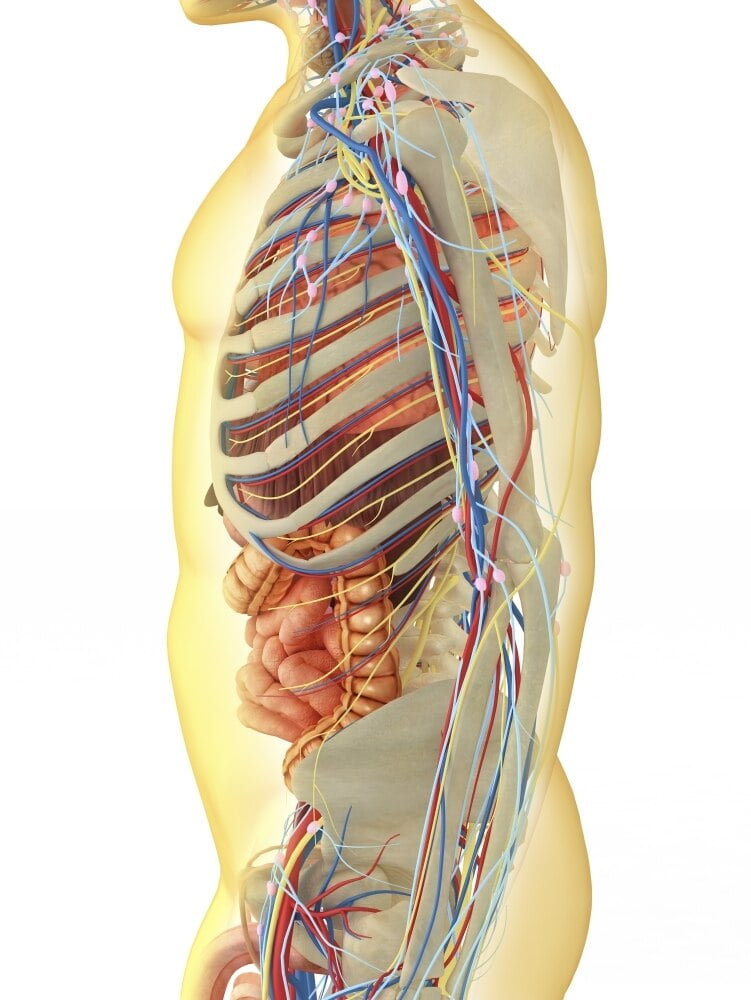 Transparent human body with internal organs, nervous system, lymphatic