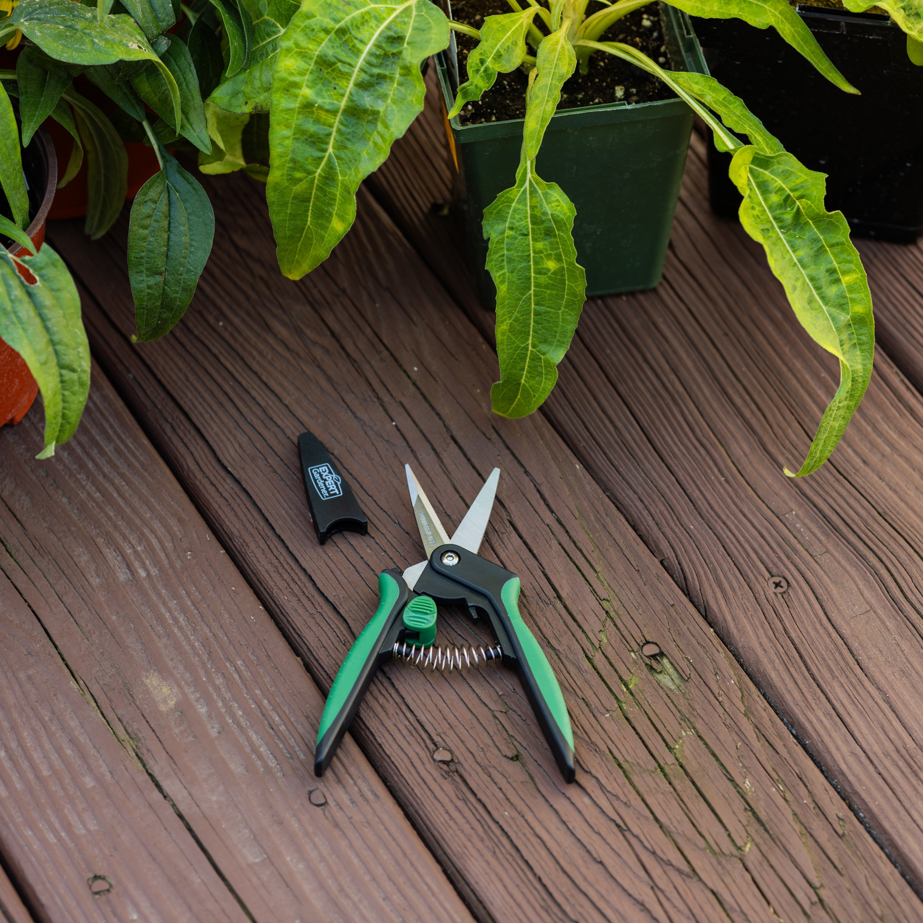 Expert Gardener Snipping Shea