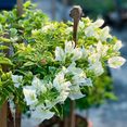 thumbnail image 4 of White Bougainvillea Plant Live, Flowering Bougainvillea Vine, Grow in Pot, Hanging Basket 4-8'' Tall, 4 of 6