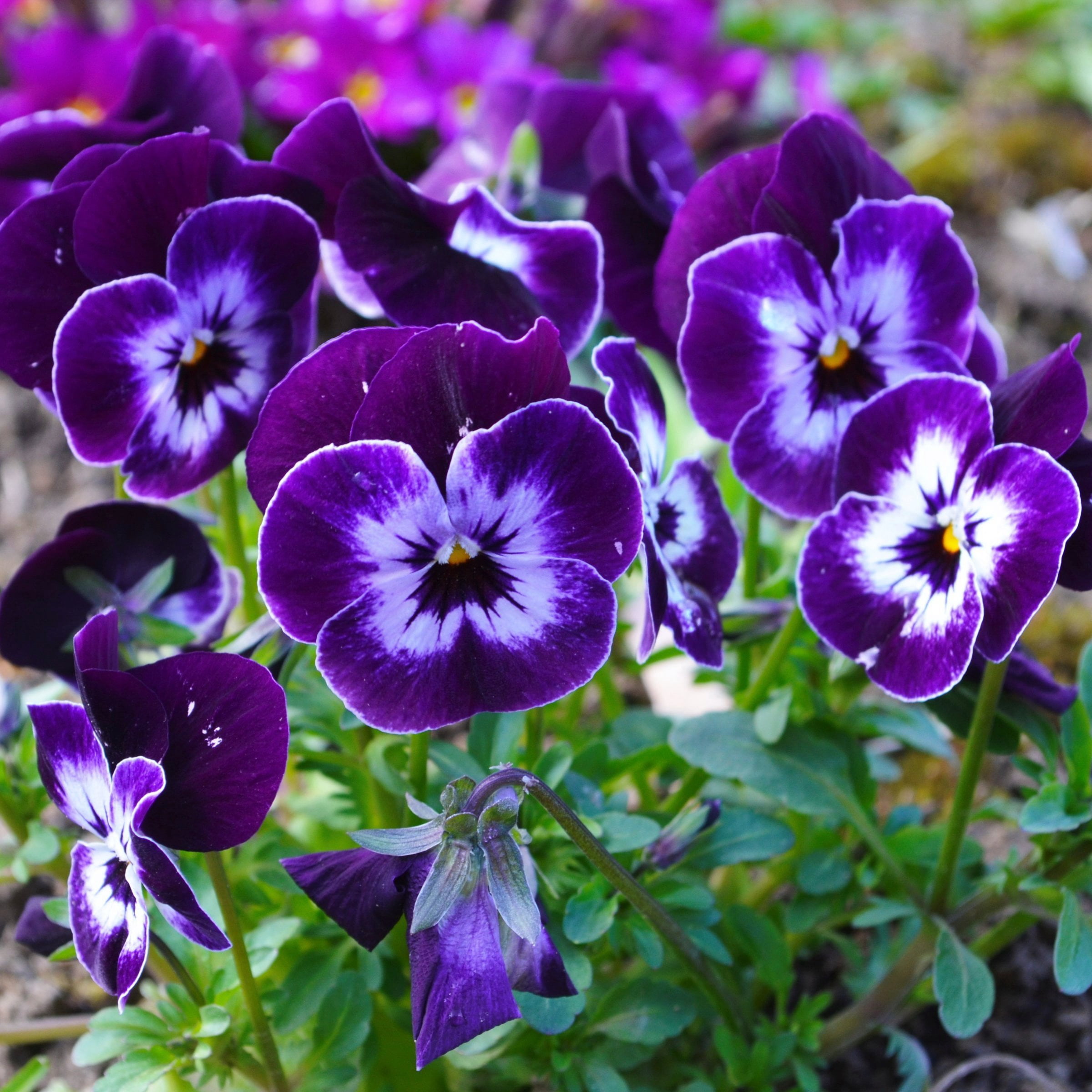 National Plant Network 4 in. Viola Sorbet XP Purple Face (8-Pack)