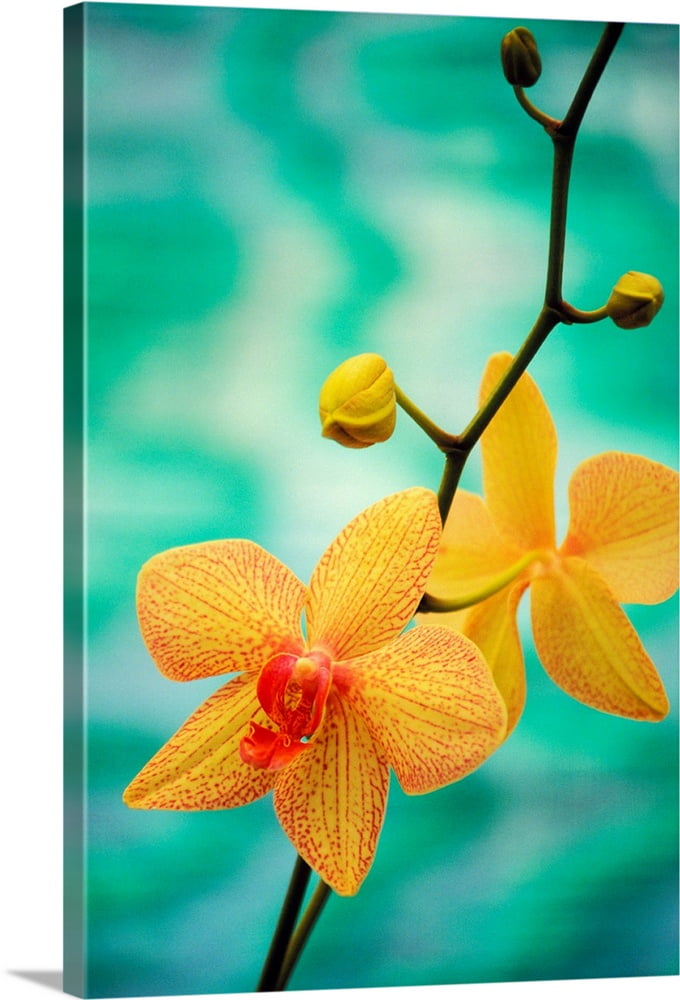 Great BIG Canvas  "Hawaii, Yellow Dendrobium With Orange Speckles, Orchid  Flower On Plant" Canvas Wall Art