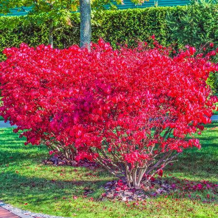 Pack 5 Dwarf Burning Bush Live Plant, Euonymus Shrubs Dormant Tree Bare Roots for Gardening