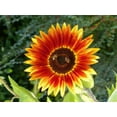 thumbnail image 3 of TomorrowSeeds - Autumn Beauty Sunflower Seeds - 600+ Count - For 2026 Planting Pollinator-Friendly, 3 of 5