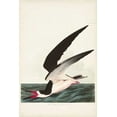 thumbnail image 2 of Audubon, John James 17x24 Gold Ornate Wood Framed with Double Matting Museum Art Print Titled - Pl 323 Black Skimmer or Shearwater, 2 of 4