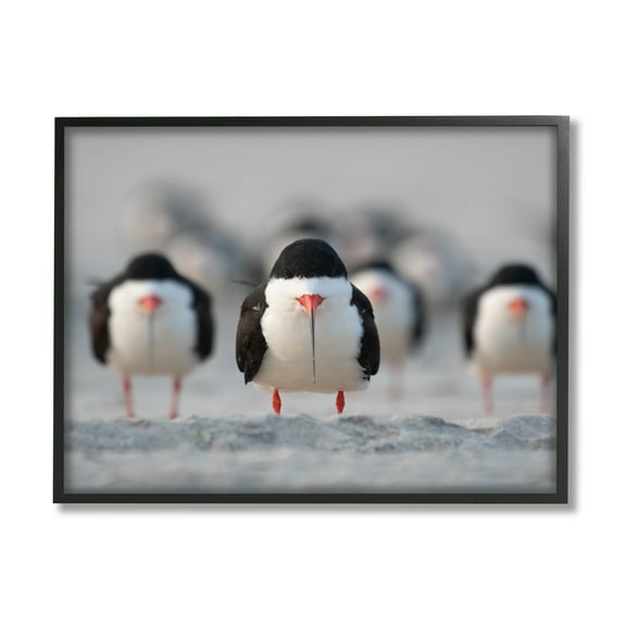 Stupell Industries Black Skimmer Gang Animals & Insects Photography Black Framed Art Print Wall Art, 14 x 11
