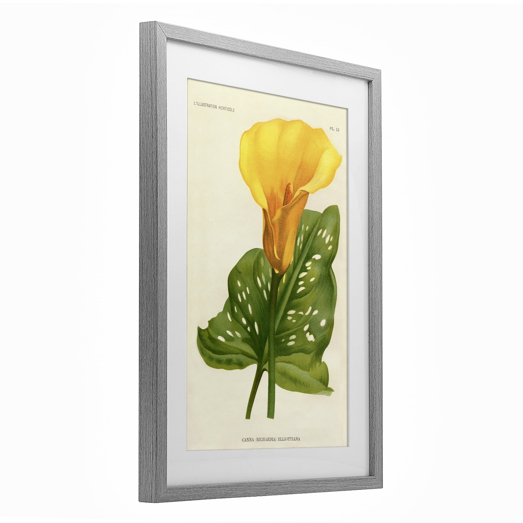 Stupell Industries Yellow Canna Lily Gray Framed Print Under Glass, design by Print Collection