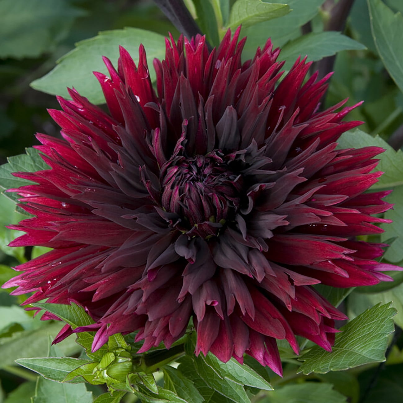 Van Zyverden Dahlias Black Touch, 3 Bulbs, Black, Full Sun, Annual, Flowering