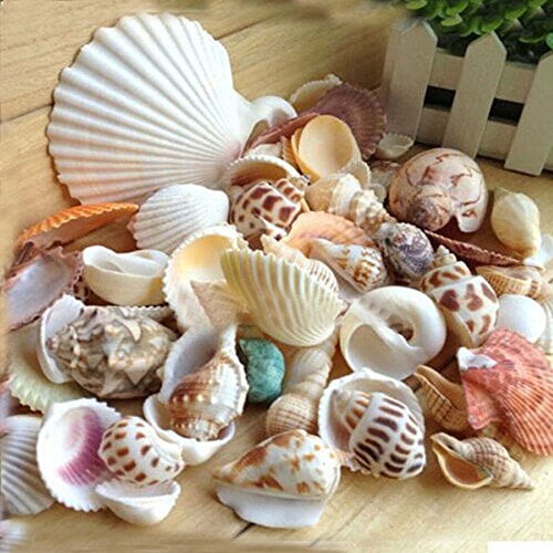 1000+ 1 Gallon Beach Shell Mix Seashells 1/2-1 Seashells Crafts Beach Decor Aquarium Vase Filling 