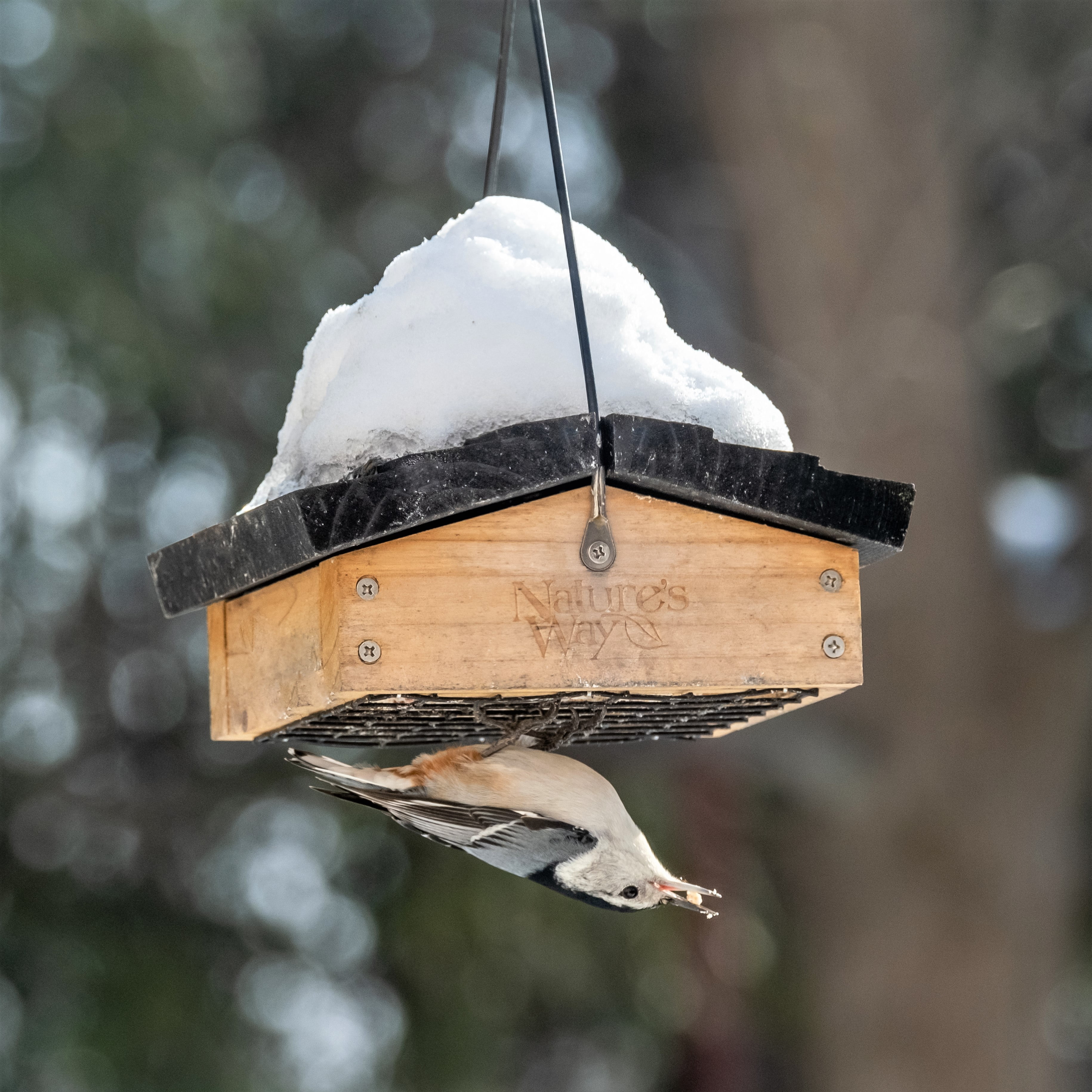 'Nature's Way Cedar Suet Upside-Down Bird Feeder 1 Cake, Brown