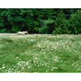 thumbnail image 2 of White Horse in a field of white daisies  near Seaside  Clatsop County  Northern Coast  Oregon  USA Print by Panoramic, 2 of 2
