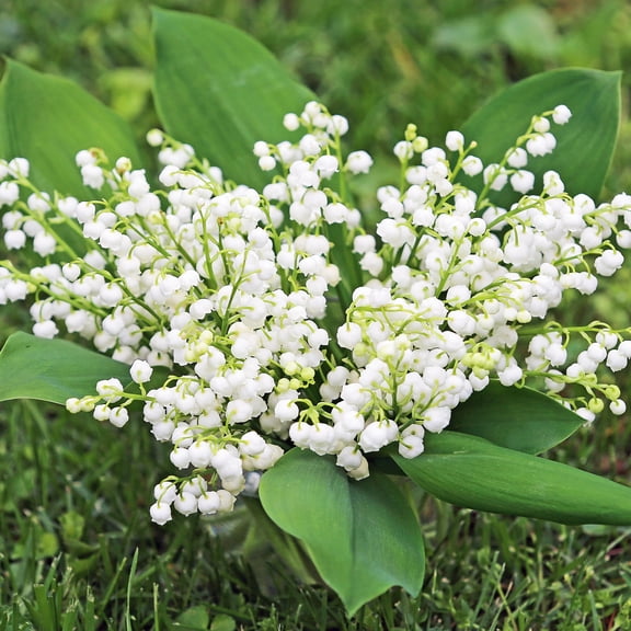Lovely Lily of the Valley Flowers - 8 Bulbs - Attracts Butterflies, Bees & Hummingbirds- Petite White Fragrant Flowers - Spring Garden Perennial