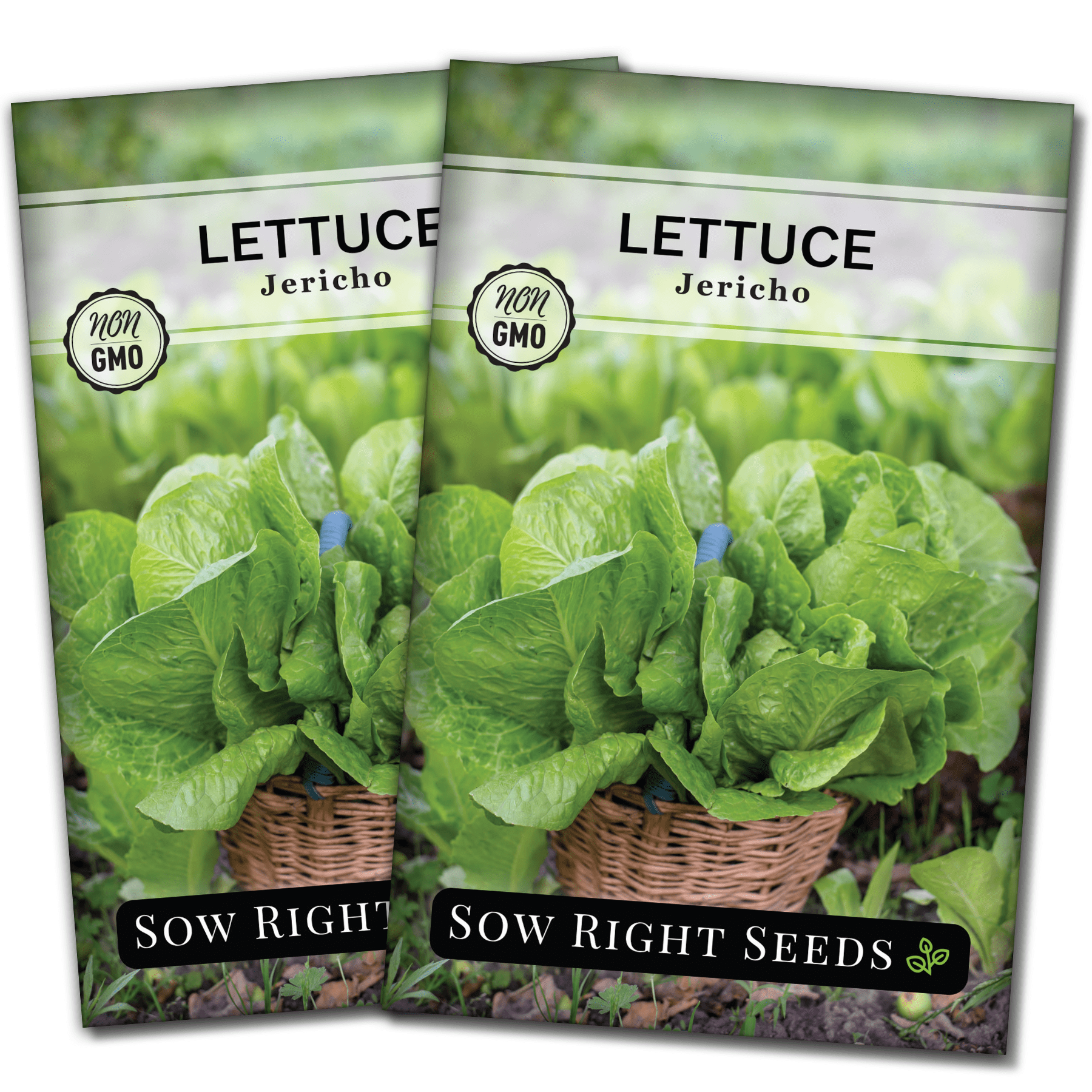 Jericho Lettuce Seeds Non GMO Heirloom Varieties for your Home