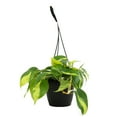 thumbnail image 5 of Expert Gardener by Altman Plants Philodendron Brasil House Plant - 6in. Hanging Pot - Indirect Light, 5 of 7