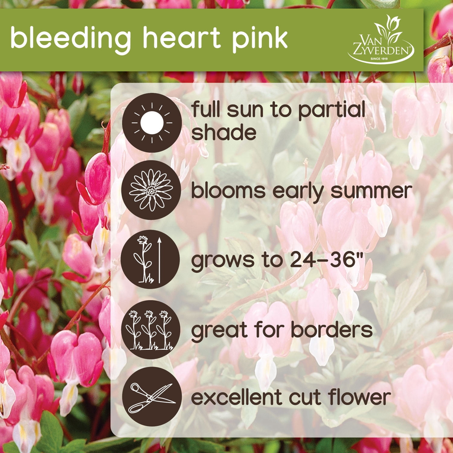 Expert Gardener Bleeding Heart Pink Dormant Bare Root in Partial Sun Perennial Plant