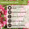 thumbnail image 5 of Expert Gardener Bleeding Heart Pink Dormant Bare Root in Partial Sun Perennial Plant, 5 of 8