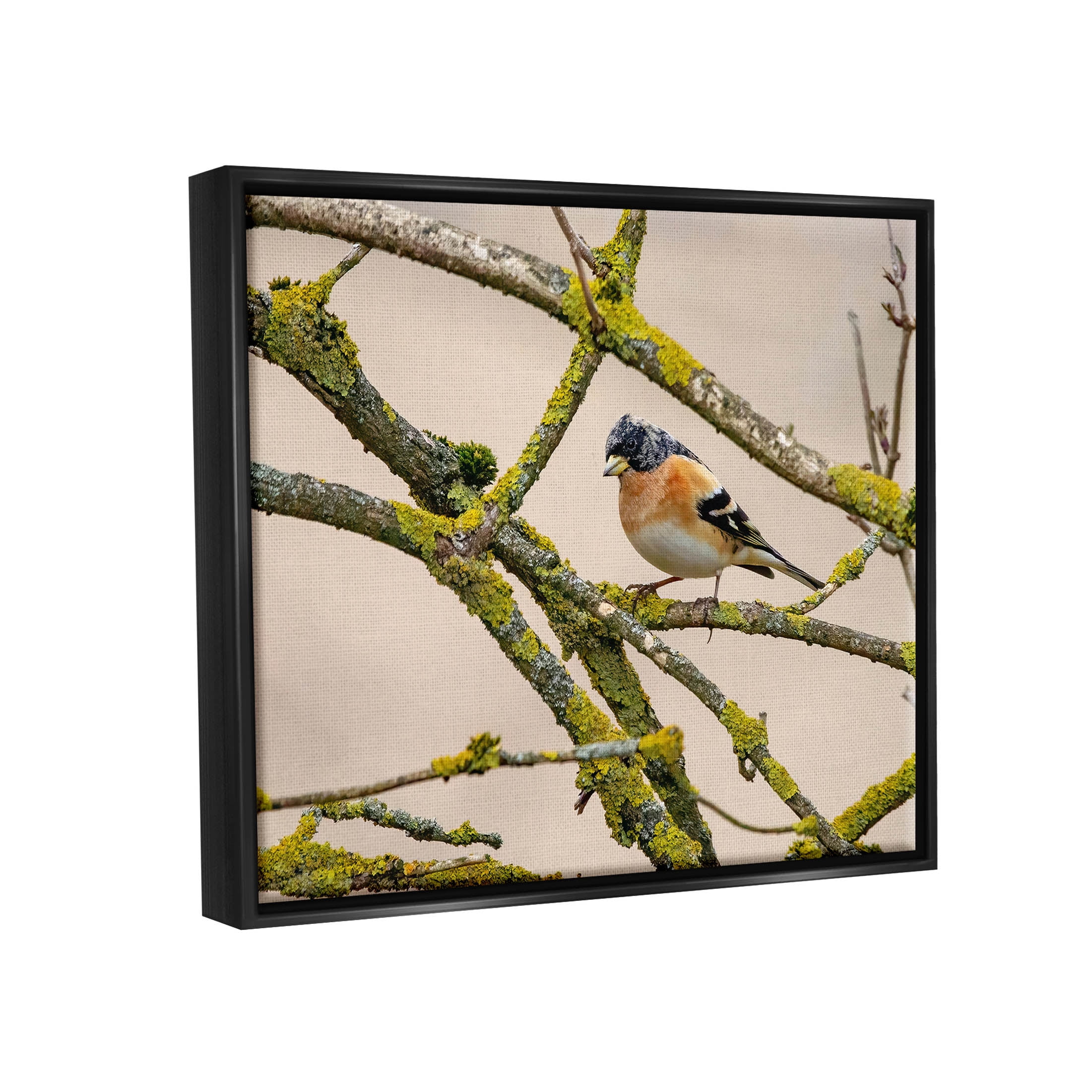 Stupell Industries Orange Bird Mossy Tree Branch Photograph Jet Black Floating Framed Canvas Print Wall Art, Design by Lil' Rue