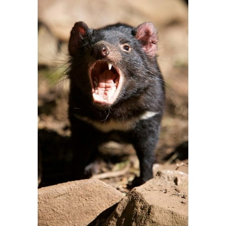 Angry Tasmanian Devil Canvas Art - Rebecca Jackrel DanitaDelimont (17 x 26)
