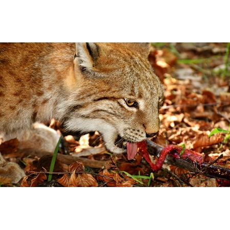 laminated poster lynx cat dangerous predator eat wild animal poster