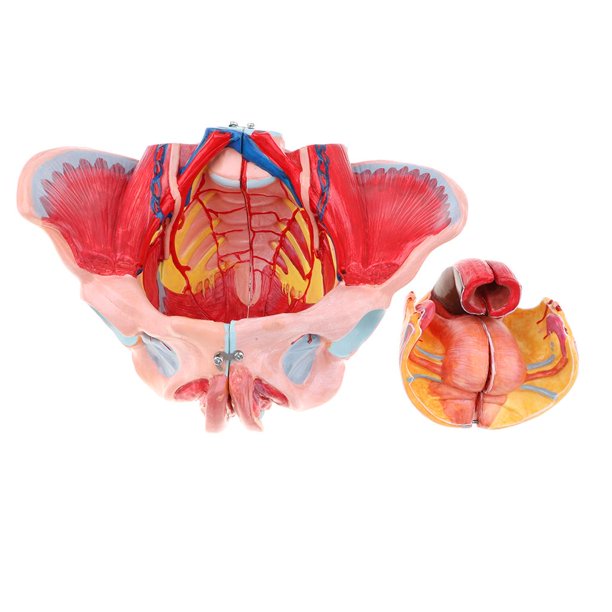 1: 1 Female Pelvis Model Vessels Muscles Nerve Organ 