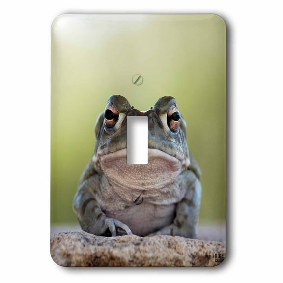 3dRose, Sonoran desert Toad, Bufo alvarius, single toggle switch