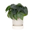 thumbnail image 1 of DesignOvation 7"H Artificial Variegated Leaf Plant in Two-tone Ceramic Pot, 1 of 8