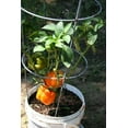 thumbnail image 3 of 50 Graines de Poivron ORANGE Sun Doux Capsicum Légumes, 3 of 5