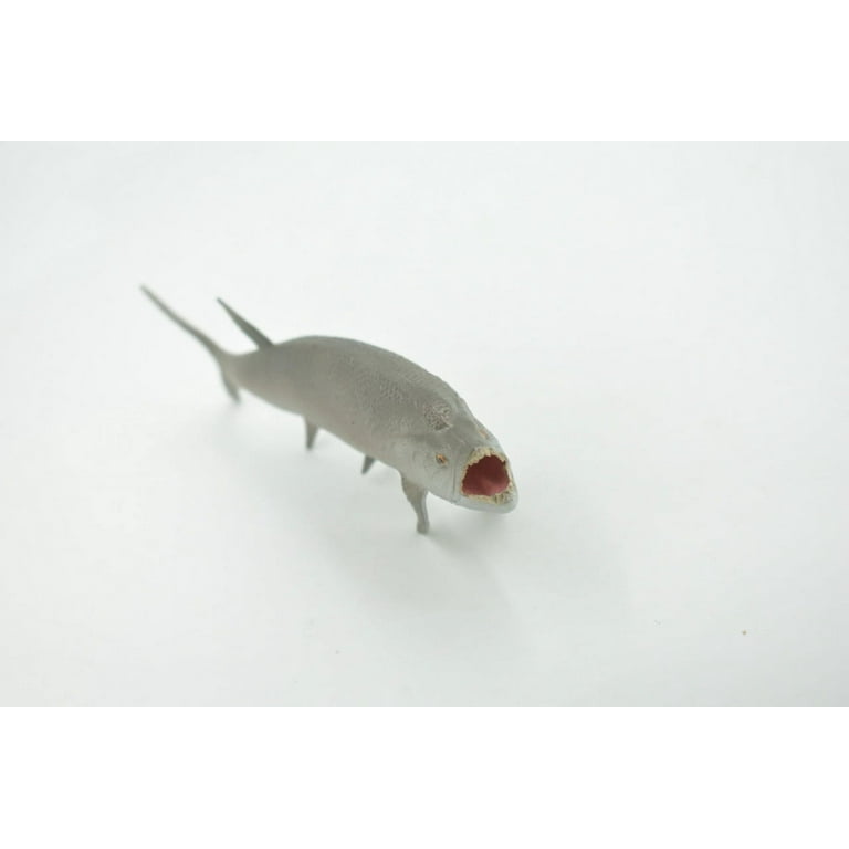 テイムパターソンシエープフィッシュ テイムパターソンシエープフィッシュ サーフテック Timmy