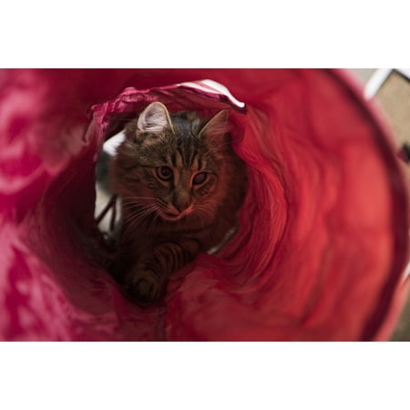 SmartyKat Crackle Chute Collapsible Tunnel Cat Toy with Crinkle Sound & Peek-A-Boo Window