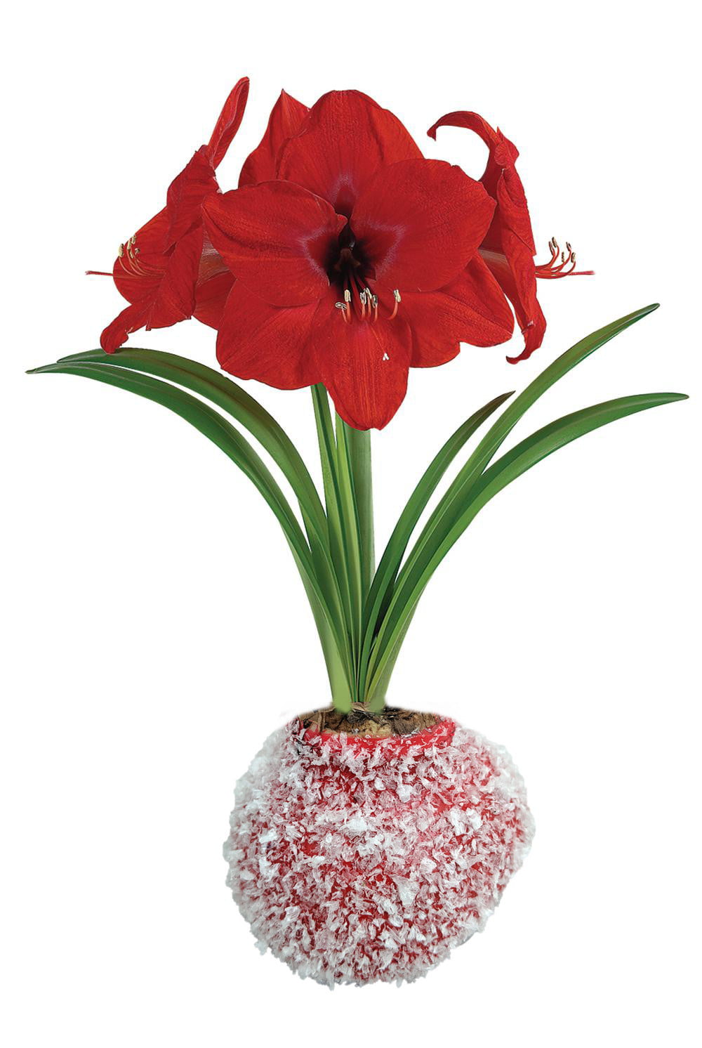 How To Care For Amaryllis Bulb In Wax Red Snow Glitter Waxed Amaryllis Bulb - Blooms Without Soil/Water -  Perennial - Walmart.com