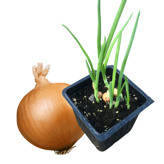 Smoke Camp Crafts Live Yellow Onion Plants in 2.5-inch Pot - Great for Container Gardens