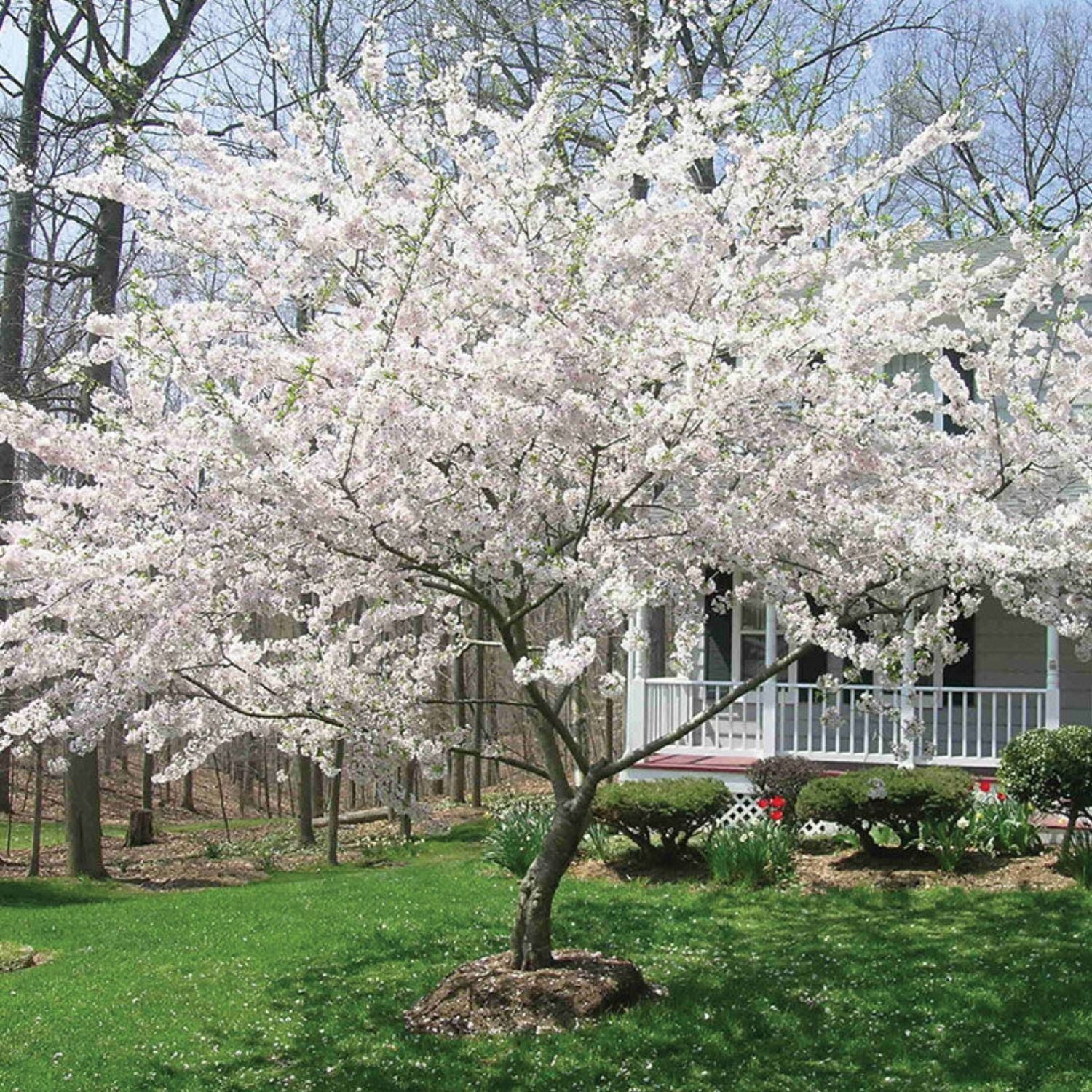 Expert Gardener 3-4 ft tall Yoshino White Flowering Cherry Live Tree in 7-Gallon Grower Pot