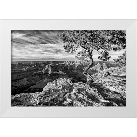Collins, Ann 24x17 White Modern Wood Framed Museum Art Print Titled - Arizona-Grand Canyon National Park-Pinyon Pine grows cliffside at Hopi Point