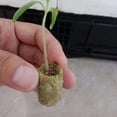 thumbnail image 1 of OULII 50Pcs Starter Plugs Breathable Grow Blocks Synthetic Material Indoor Use, 1 of 8