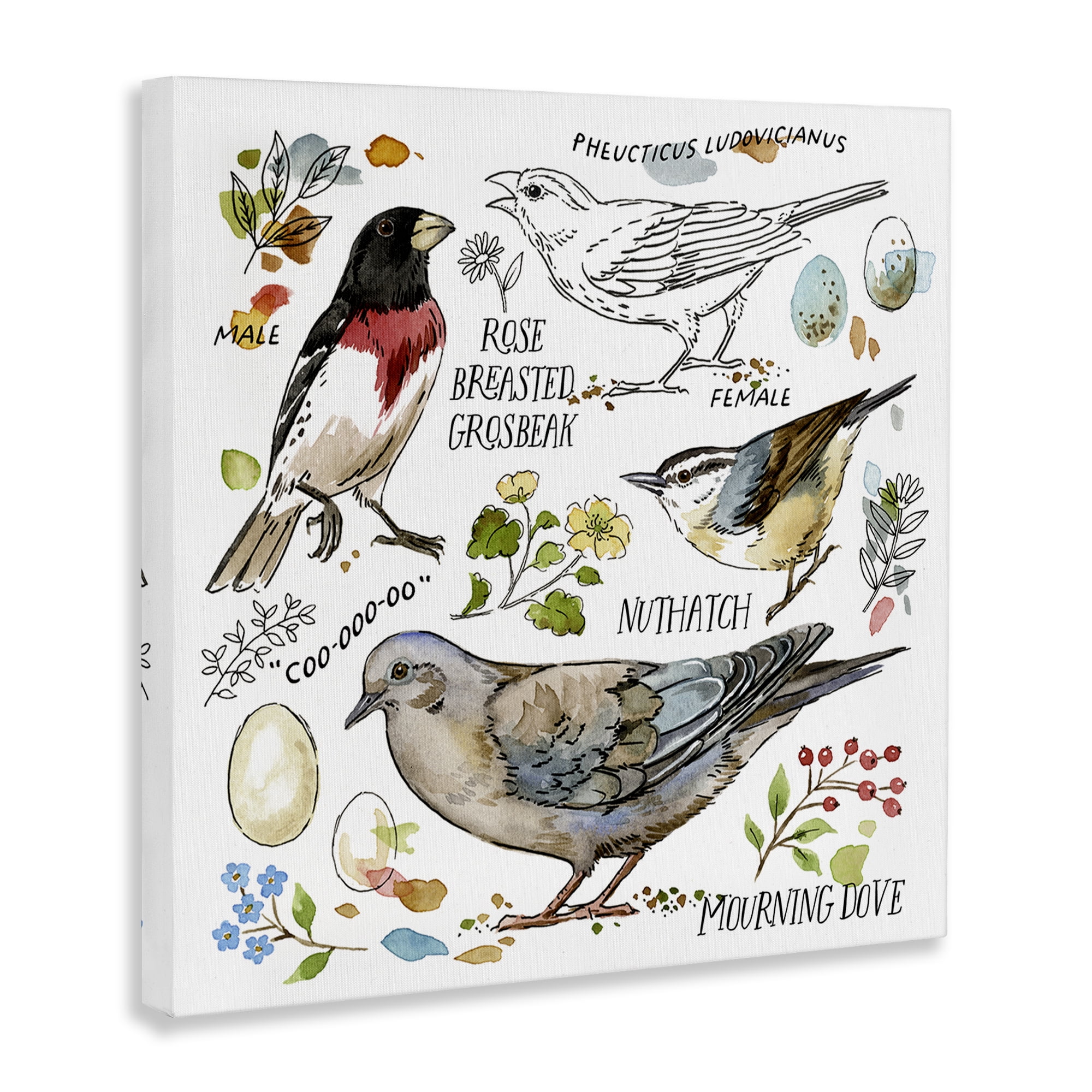 Stupell Industries Bird Watching Diagram Animals Painting Wrapped Canvas Art Print Wall Art, 24 x 24