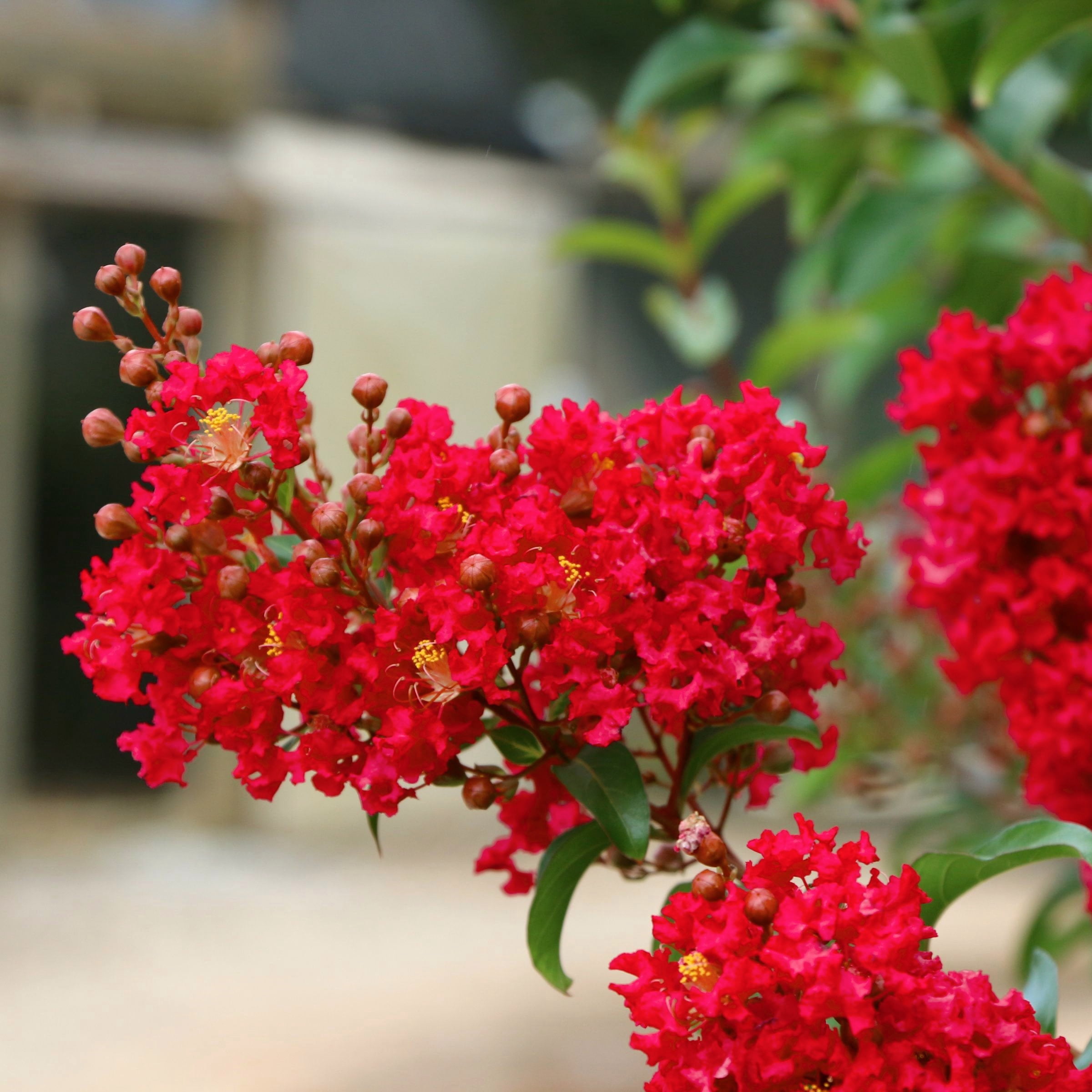 3 gal. Crape Myrtle Miss Frances Shrub with Pink Flowers