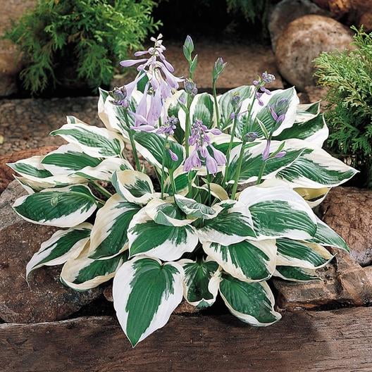 Patriot Variegated Hosta - Live Plant - ( 1 QT )