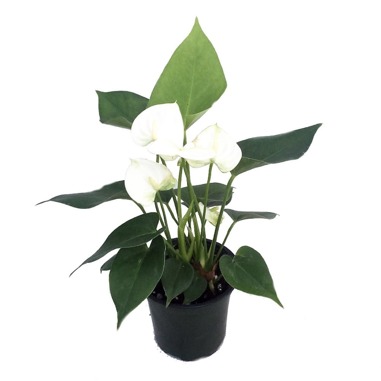 Baby White Anthurium Plant - 4" Pot - Great Gift