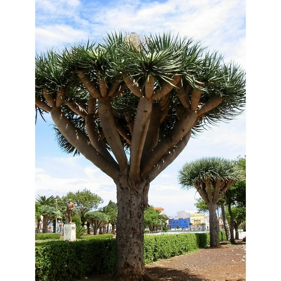 8 Dragon Tree Seeds (Dracaena Draco, Dragon's Blood)