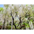 thumbnail image 4 of 5 *Seeds WHITE WISTERIA Floribunda Alba Ornamental Japanese Flower Vine Seeds, 4 of 10