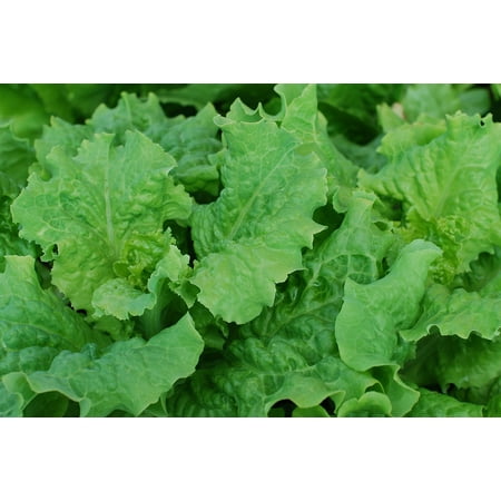 LAMINATED POSTER Lettuce Healthy Leafy Greens Vegetable Salad Fresh Poster Print 24 x (Best Leafy Greens For Salad)