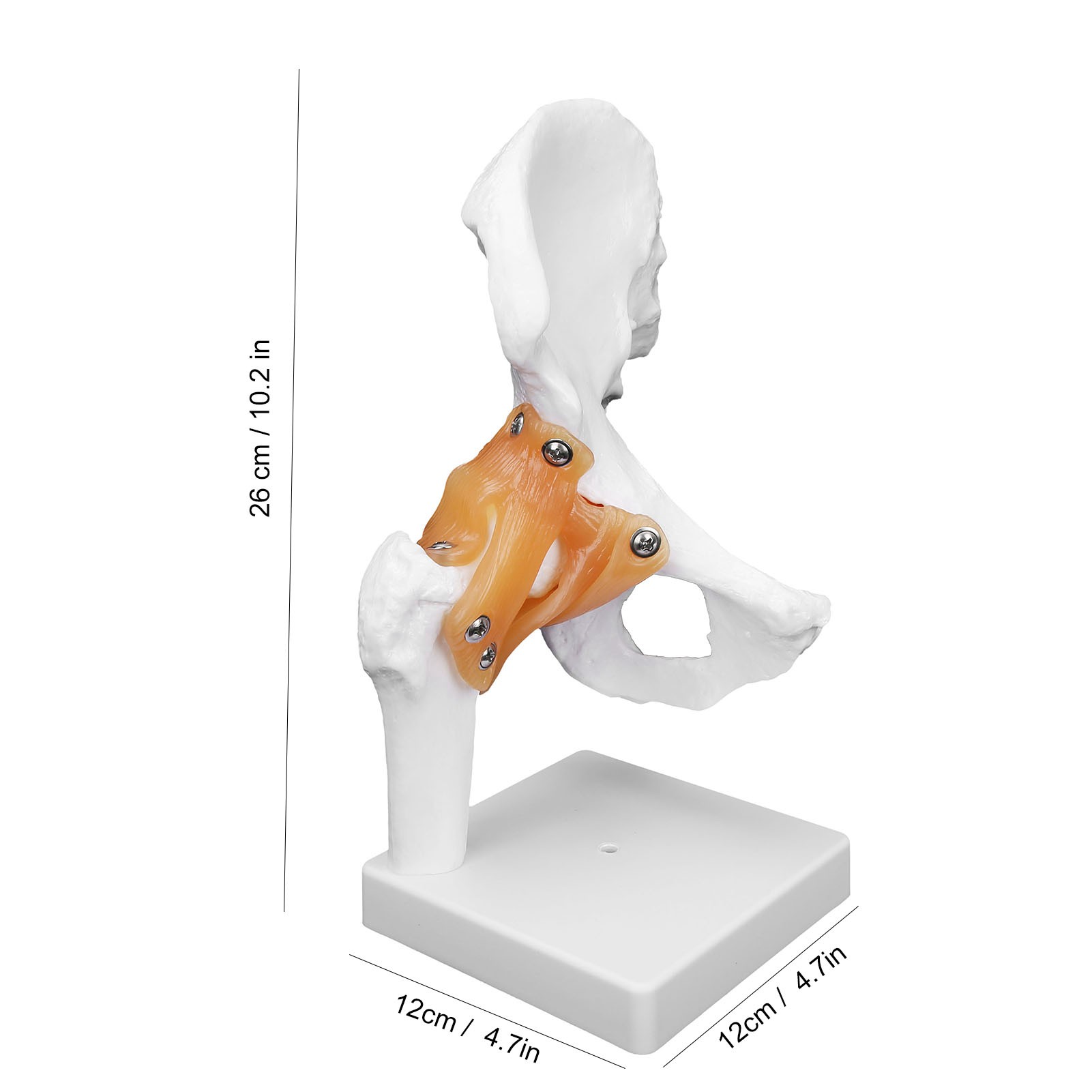 Professional Hip Bone Model Realistic Human Hip Joint Model Hip Joint 