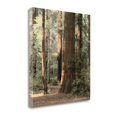 thumbnail image 1 of 35" x 40" Redwoods 2 By Laura Culver Wall Art Print on Canvas Fabric Multi-Color, 1 of 2