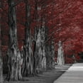 thumbnail image 2 of Prime, Marcus 20x20 Gold Ornate Wood Framed with Double Matting Museum Art Print Titled - Crimson Forest 1, 2 of 4