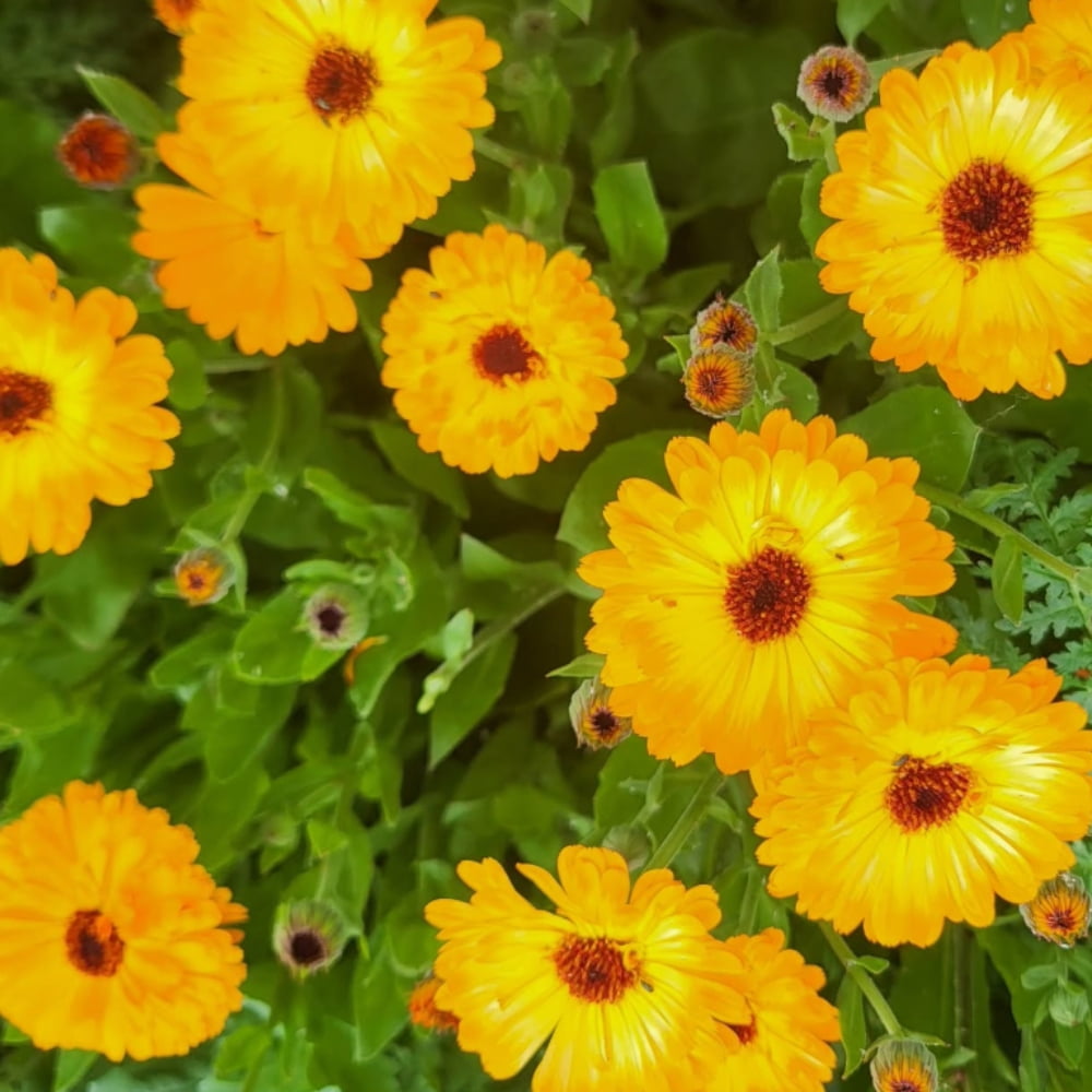 50s Pacific Yellow Calendula Seeds Perennial Non Mix for Planting Pollinator Garden Gardening Sustainable Solutions