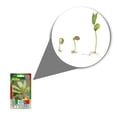 thumbnail image 2 of Semillas Epazote Vita, 2 of 5
