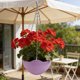 thumbnail image 5 of CaiYueKe Self Watering Hanging Planter with Drainage Holes and Chain, Plastic Plant Pots for Indoor Outdoor Garden, Flower Pot Container for Succulents Herbs, 5 of 7