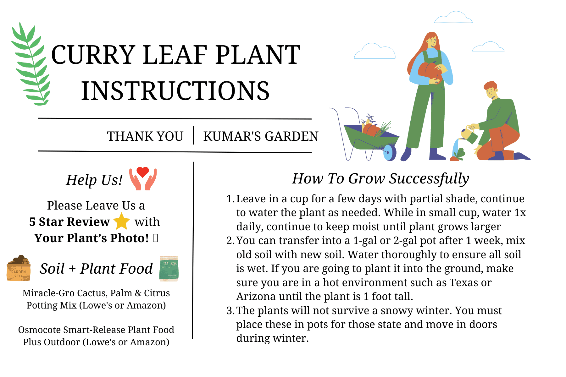 Curry Leaf Plant - Live Plant (Murraya Koenigii), 6 Inches