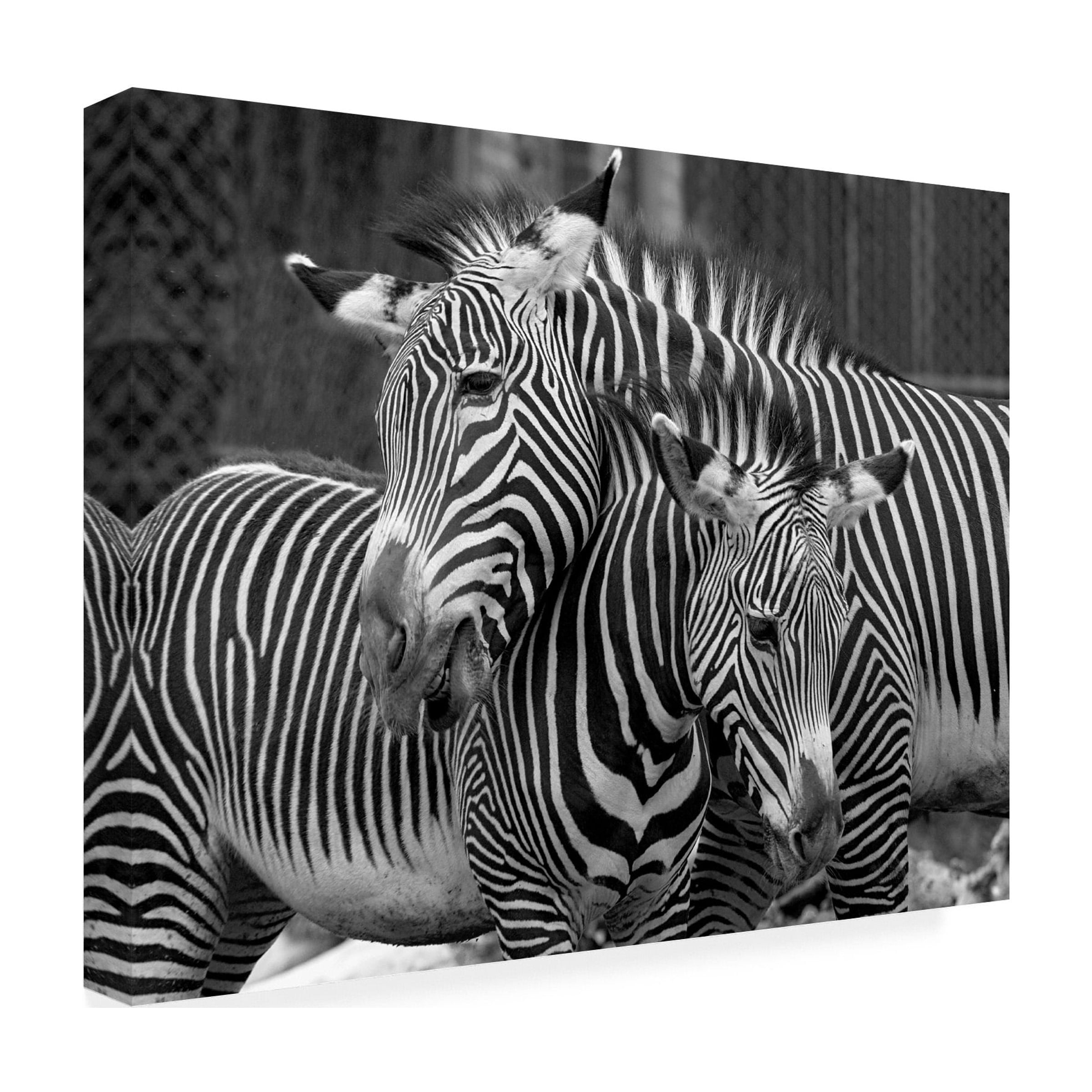 Trademark Fine Art 'Zebras' Canvas Art by Mike Jones Photo