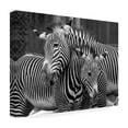 thumbnail image 4 of Trademark Fine Art 'Zebras' Canvas Art by Mike Jones Photo, 4 of 4