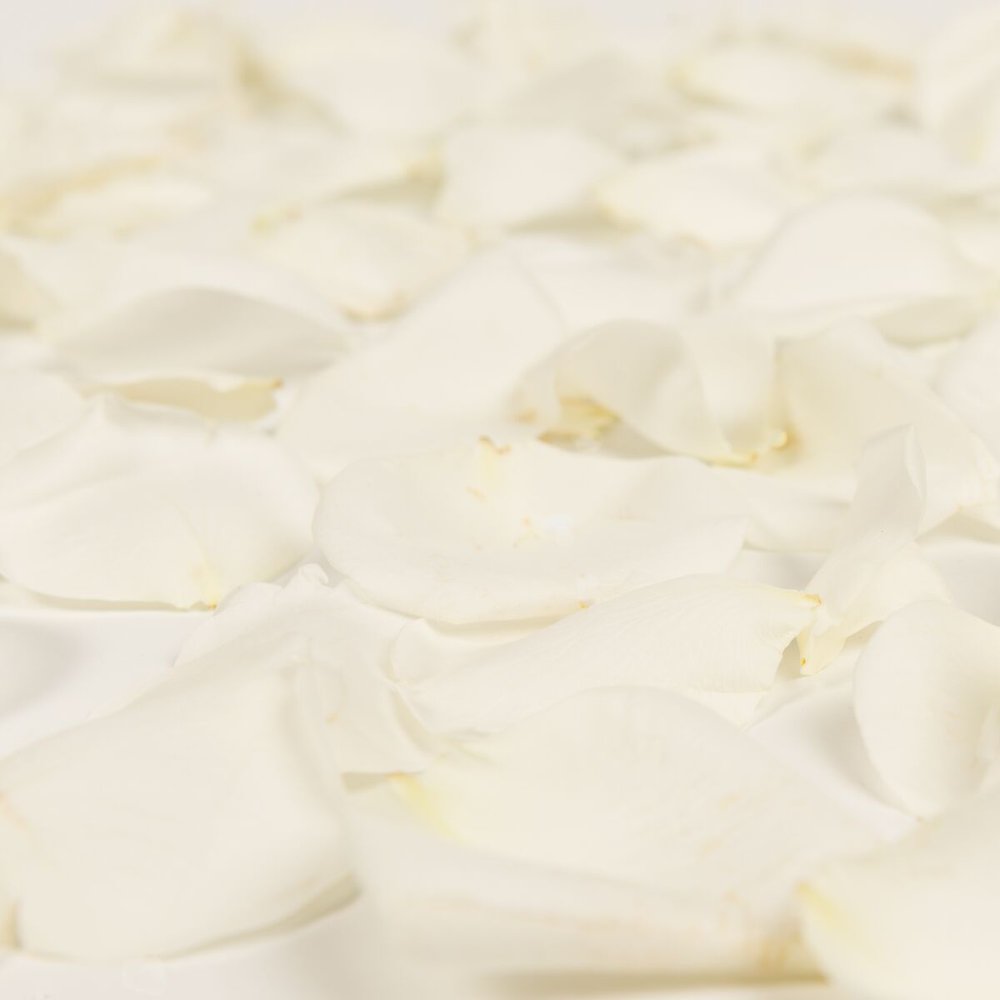 White Rose Petals Approximately 3000 Units Fresh Cut Flowers by